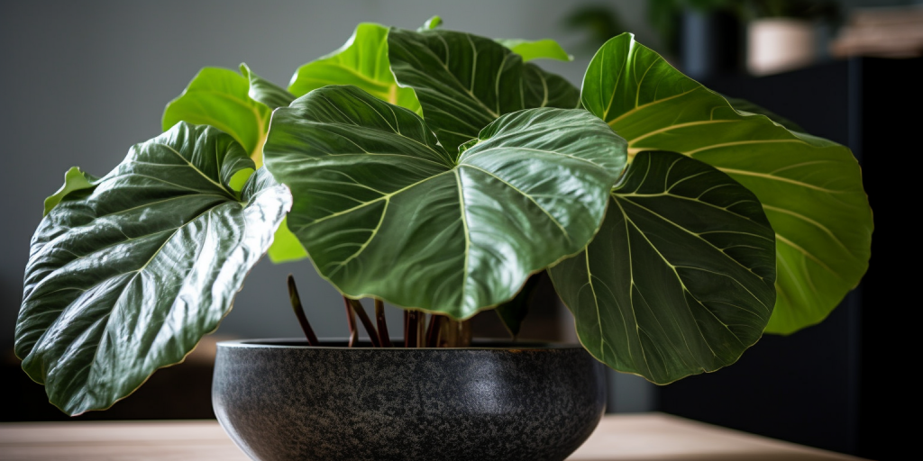 De perfecte huisvesting voor mijn Alocasia