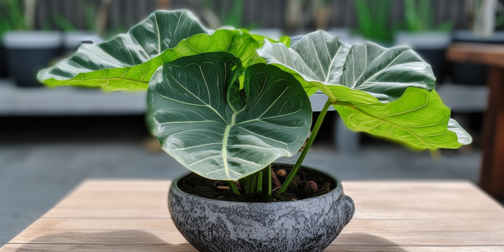 Het belang van planten in ons dagelijks leven